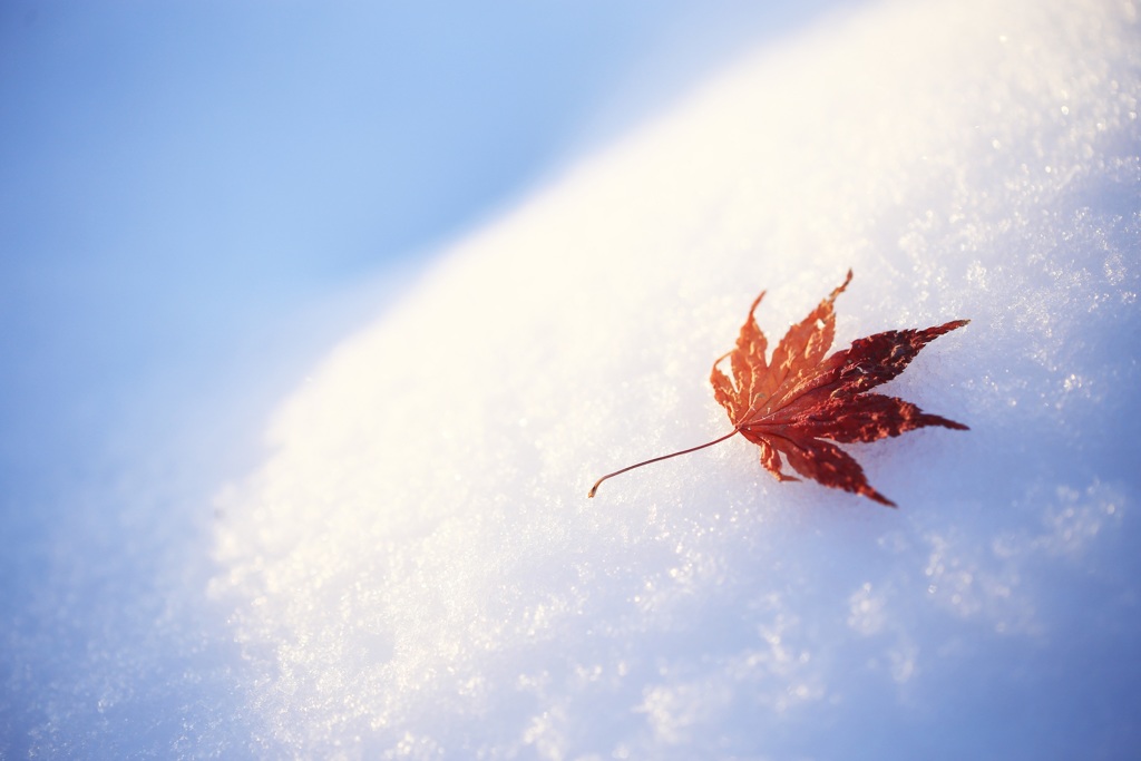 綿雪のベッド