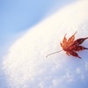 綿雪のベッド