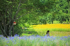 森の花畑