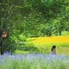 森の花畑
