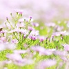 お花畑とセセリちゃん