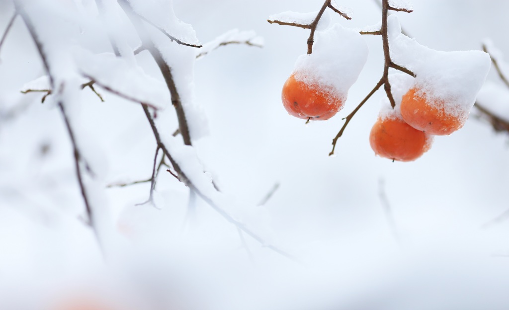 柿の雪ぼうし♪