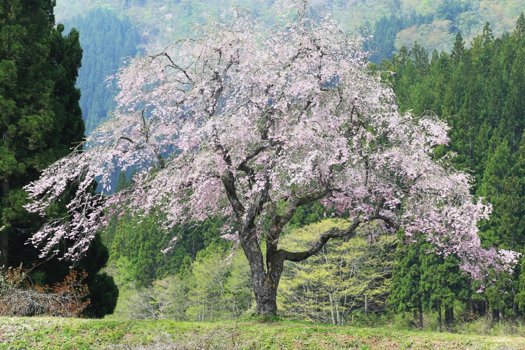 春 風