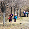 桜の木の下で