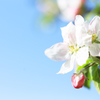 りんごの花