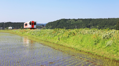 ぴかぴか田んぼ♪