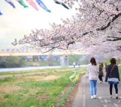 お花見びより