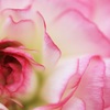 花ひらくとき～ラナンキュラス（Ranunculus）～