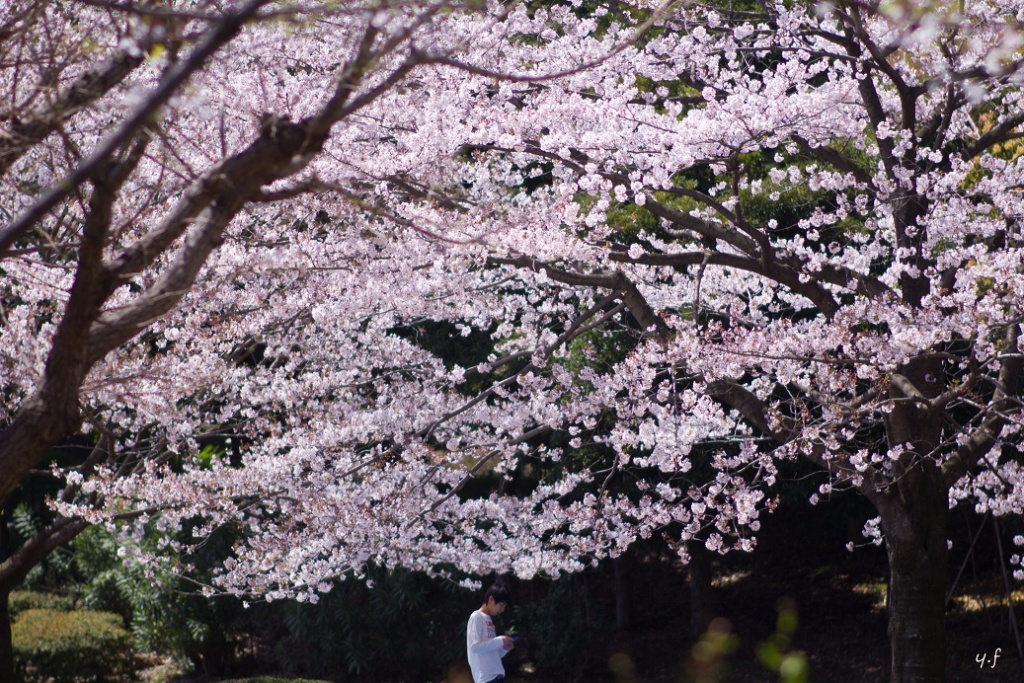 桜の木の下で～ケータイ電話～