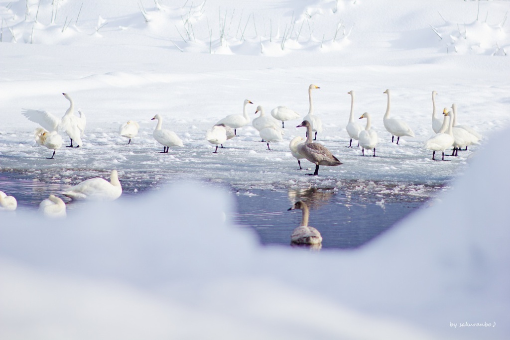 氷の中の白鳥たち