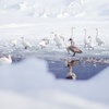 氷の中の白鳥たち