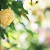 水彩rose