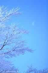 真冬の月
