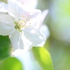 林檎の花　2013