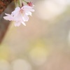 小さな春