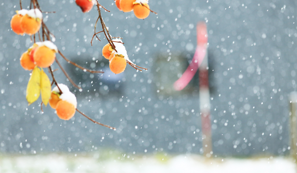 柿の雪ぼうし ～大雪編～