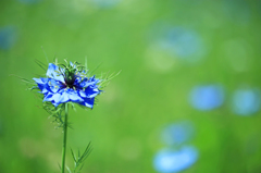 love in a mist