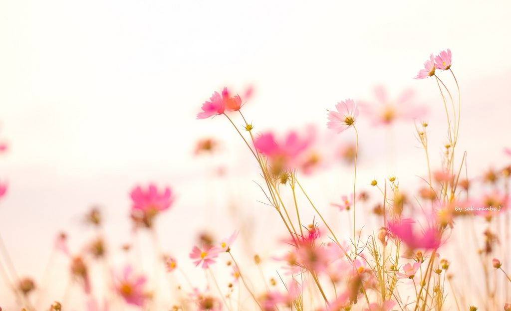 風のように花のように