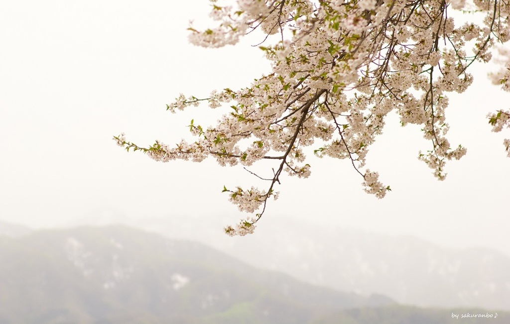 桜が咲く夢