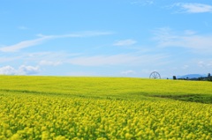 菜の花畑と観覧車