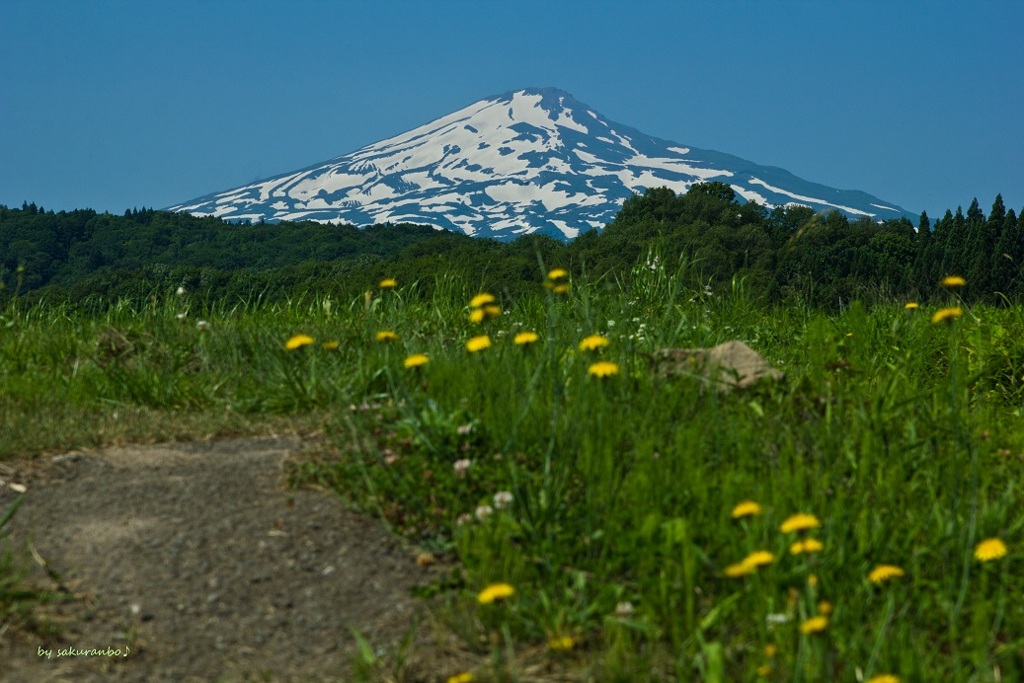 夏のたんぽぽ畑と鳥海山