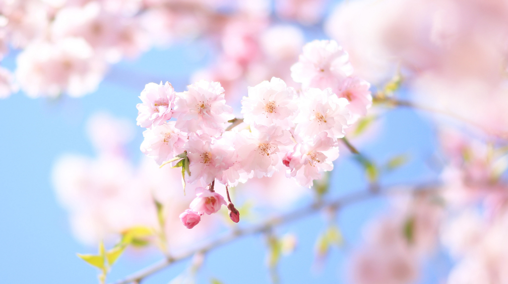 空に桜ブーケ♪