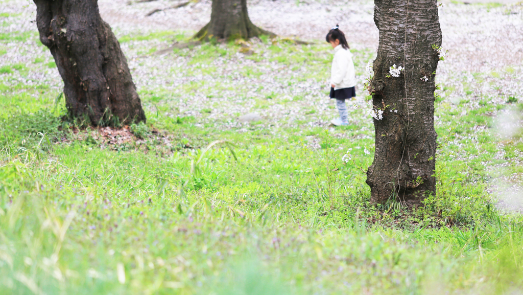 桜の木の下で♪