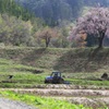 田屋の一本桜とトラクター