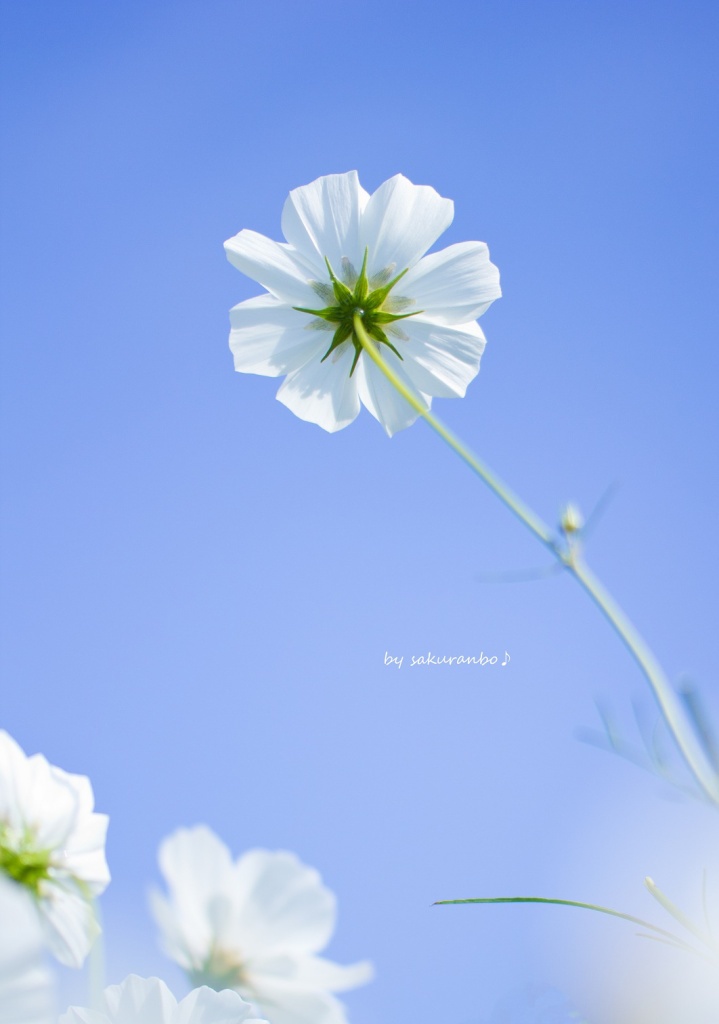 pure