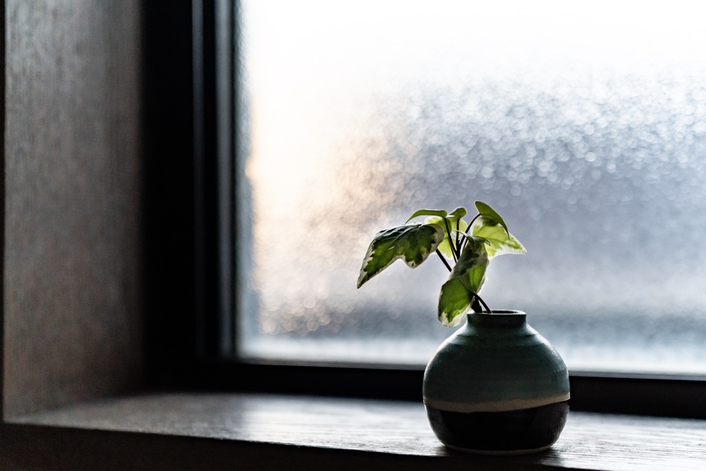 窓辺の植物