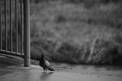 鳩、