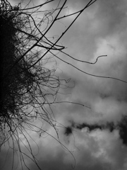 髭空