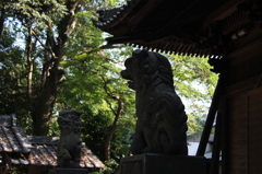 神社の狛犬さん。