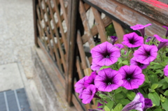 お花。