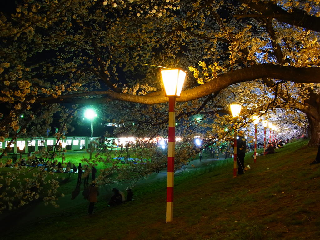 一目千本桜・夜