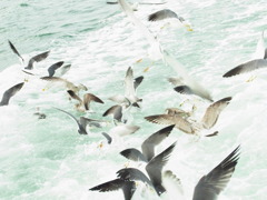 水面に群れて