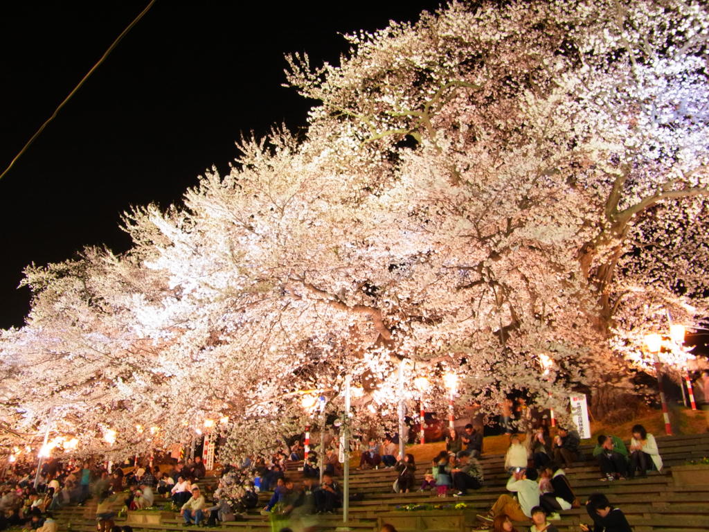 薄紅の夜