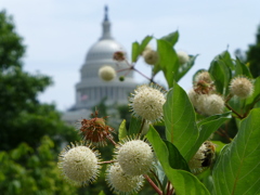 US Capitol