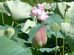 赤とんぼとハス