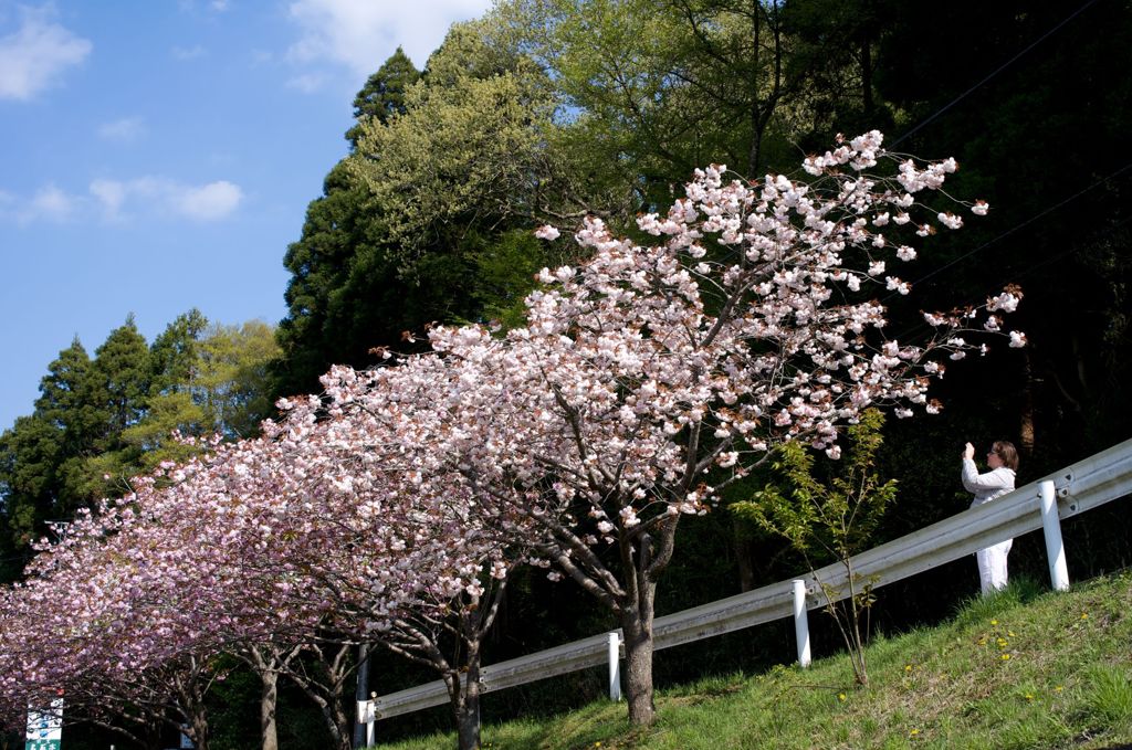 よしの散りて、八重が咲く