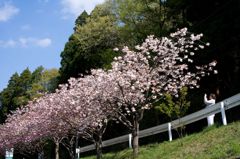 よしの散りて、八重が咲く