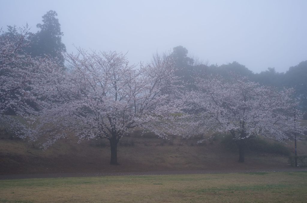 朝霧の桜