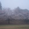 朝霧の桜
