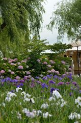 アヤメとアジサイと和美人