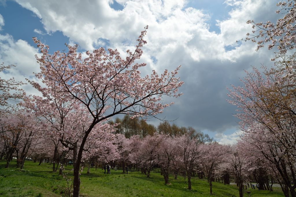 エゾヤマザクラ