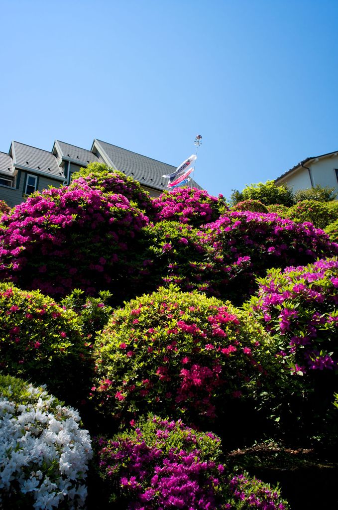 つつじを下に