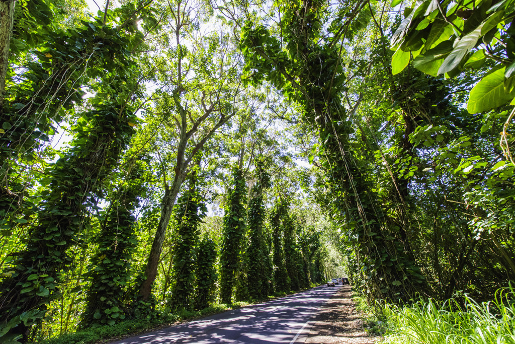 カウアイ島　ツリートンネル　Maluhia Road Tree Tunnel