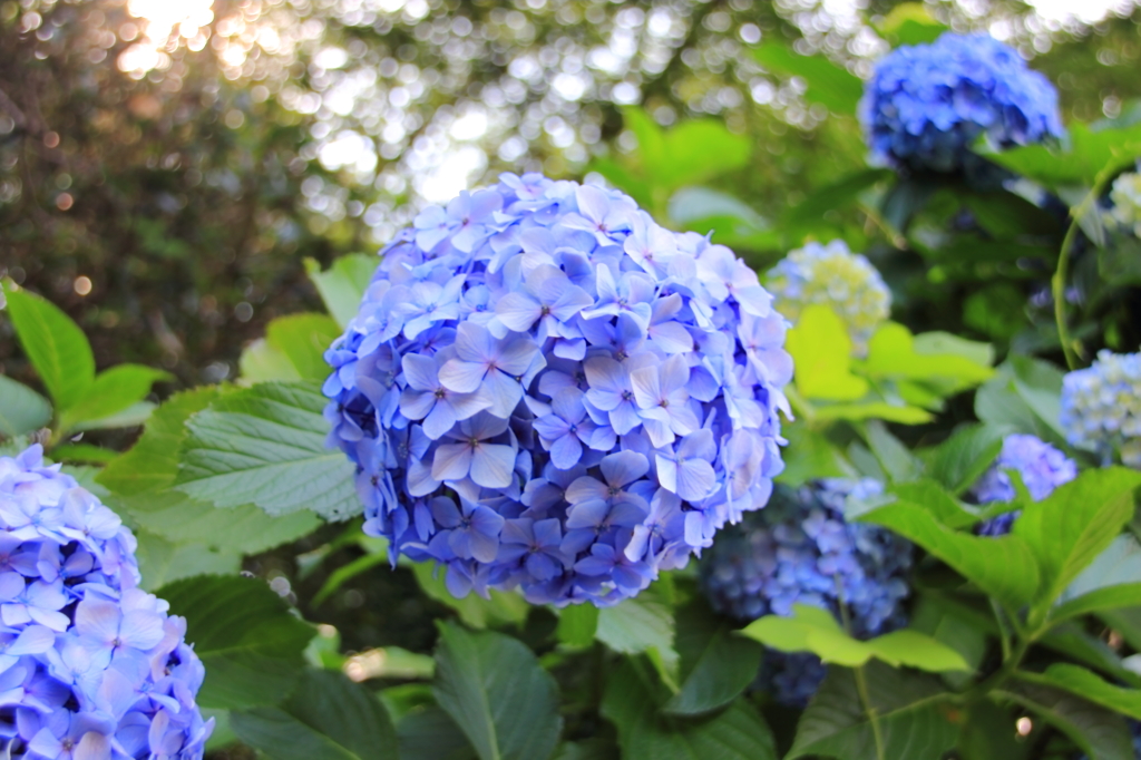 紫陽花