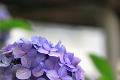 紫陽花