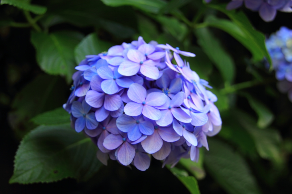 紫陽花